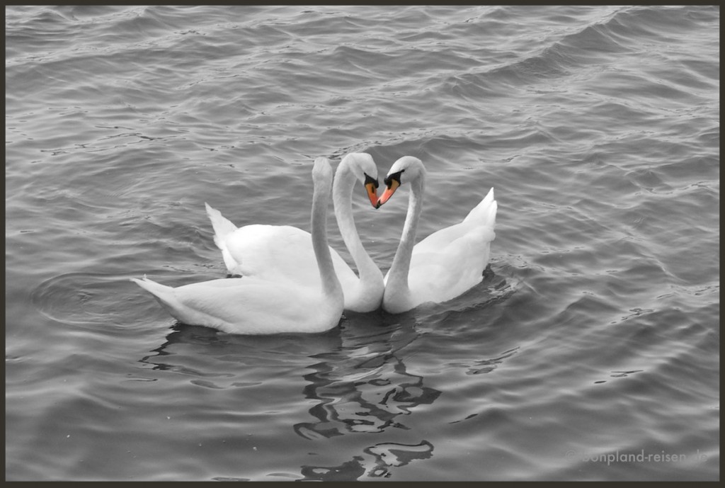 3 swans